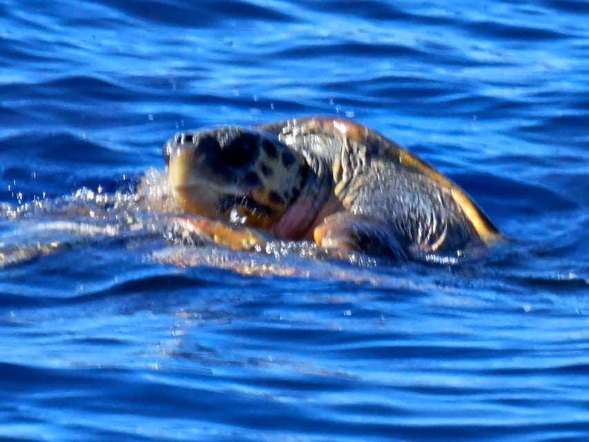 Zakynthos : island half circle boat tour - Keri Caves, Mizitres, and Marathonissi