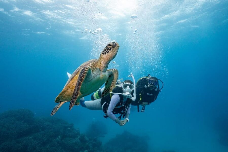 Zakynthos: Scuba Diving Experience with Underwater Photos - The lesson and shallow-water practice (where first-timers feel safe)
