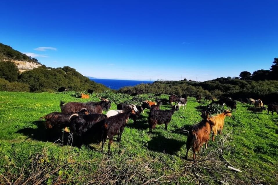 Zakynthos Sunset Tour to Kampi with Greek Night! - Greek music, dancing, and the social side of the night
