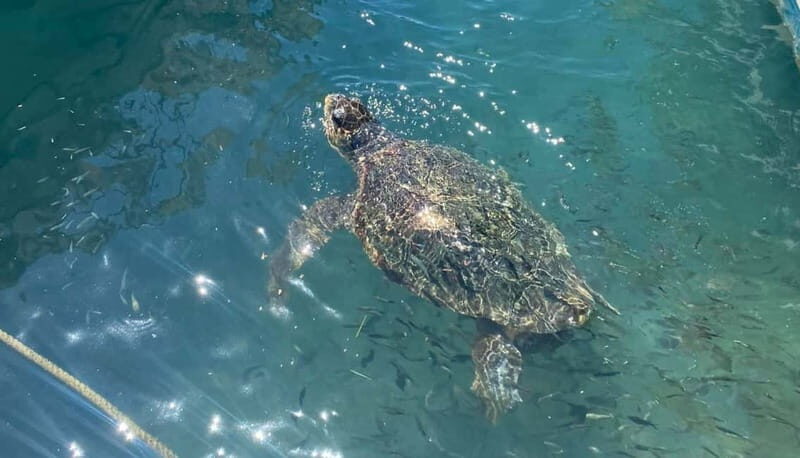 Zakynthos: Turtle Island, Cameo and Keri Caves + Transport - Key Things to Know Before You Go