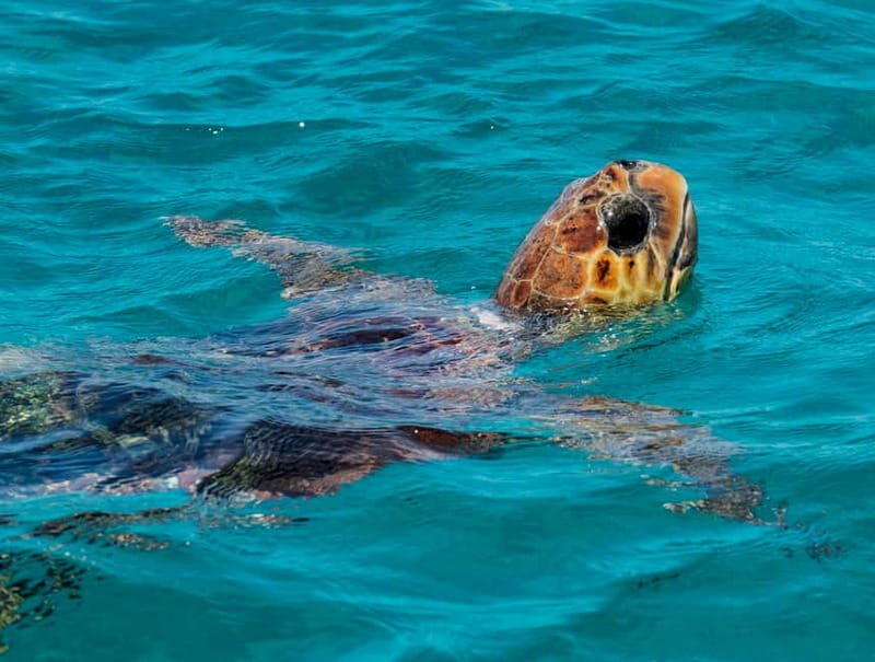Zakynthos: Turtle Island, Cameo and Keri Caves + Transport - Port-to-Caves Day: What the Half-Day Plan Actually Feels Like