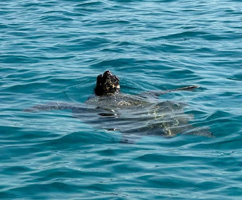 Zakynthos: Turtle Island, Cameo and Keri Caves + Transport - Marathonisi (Turtle Island): Swimming and Snorkeling for About an Hour