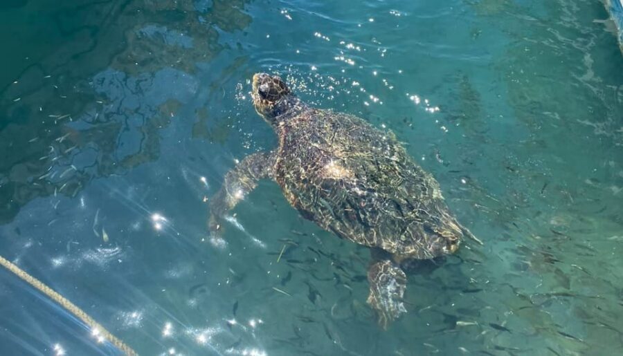 Zakynthos: Turtle Island, Cameo and Keri Caves + Transport - Keri Caves: The 20-Minute Swim Stop and Why It Matters