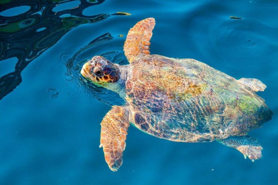 Zakynthos: Turtle Island & Keri Caves Glass-Bottom Boat Tour - Price and what you actually get for about $41