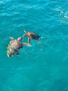 Zakynthos: Turtle Spotting Cruise with Glass-Bottom Boat - Getting to the water: pickup, port area chaos, and timing