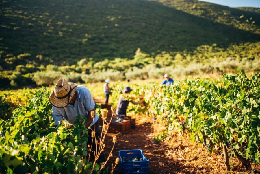Zakynthos: Vineyard & Winery Tour with Local Winemaker - Key highlights to know before you go