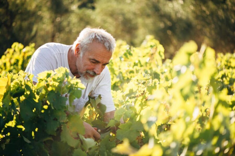 Zakynthos: Vineyard & Winery Tour with Local Winemaker - Byzantine art workshop and the old farmhouse stop