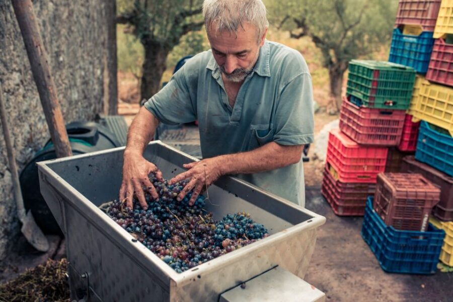 Zakynthos: Vineyard & Winery Tour with Local Winemaker - Orchards, olive groves, and estate organic oil